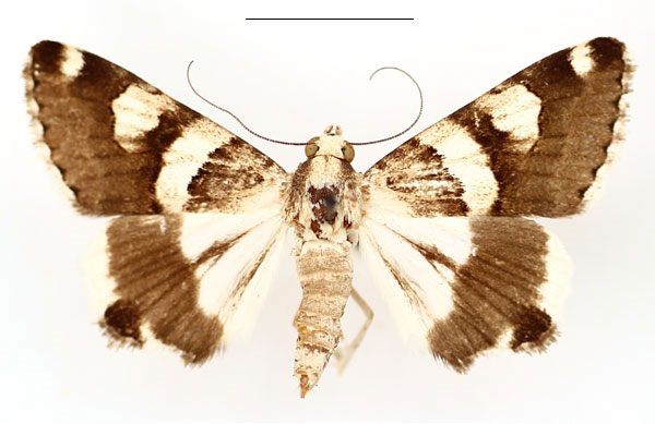 /filer/webapps/moths/media/images/Y/yerburyi_Drasteria_AF_BMNH_xxr439X.jpg
