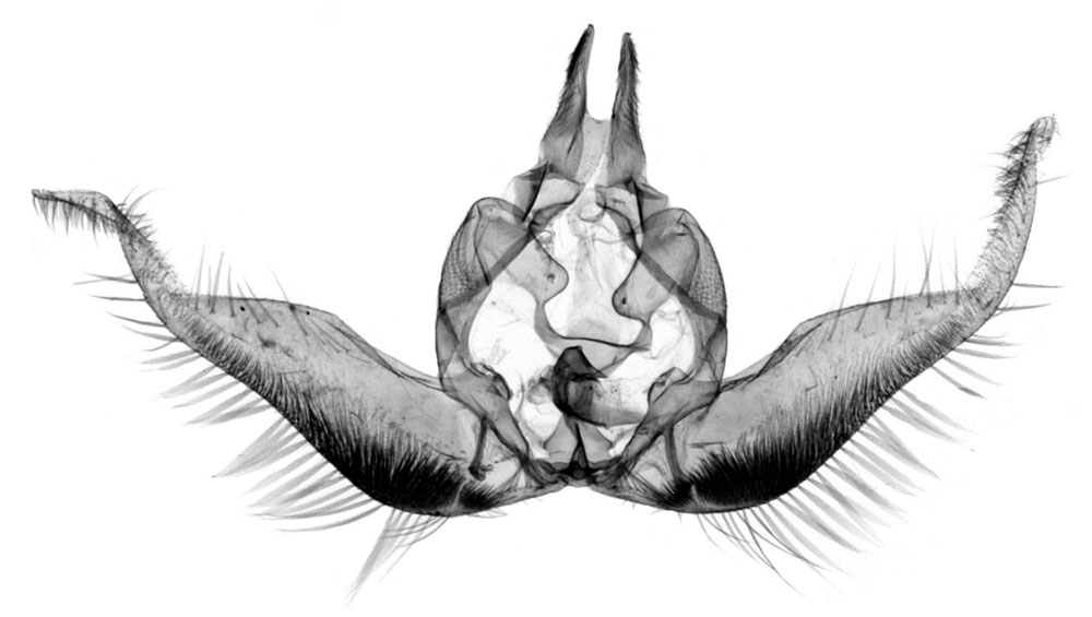 /filer/webapps/moths/media/images/Y/yuhana_Gnathodracon_GMHT_RMCA_382.jpg