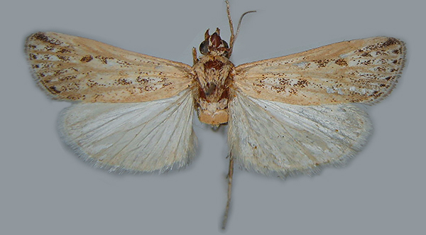 /filer/webapps/moths/media/images/Z/Zovax_vangoghi_Blesz_PT.jpg