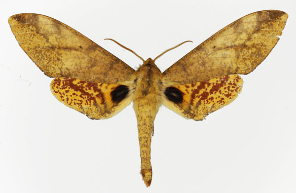 /filer/webapps/moths/media/images/Z/zabolicus_Platysphinx_AM_Basquin.jpg