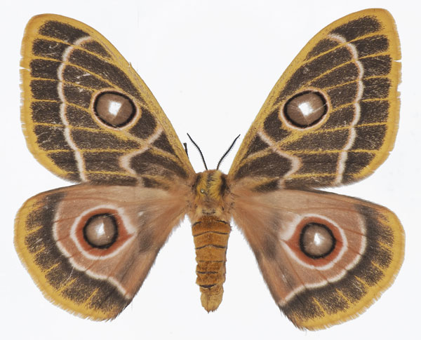 /filer/webapps/moths/media/images/Z/zaddachii_Bunaeopsis_AF_Basquin.jpg