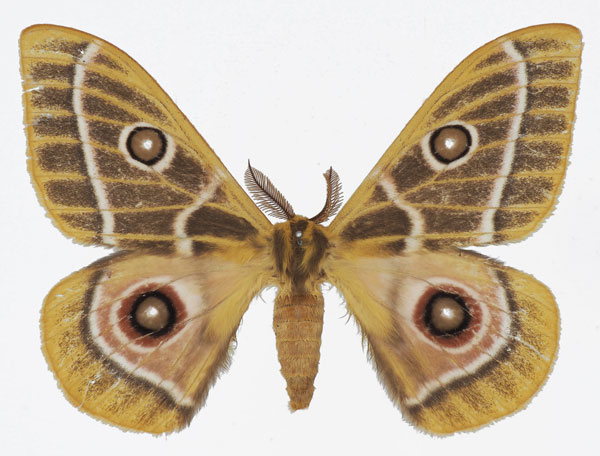 /filer/webapps/moths/media/images/Z/zaddachii_Bunaeopsis_AM_Basquin.jpg