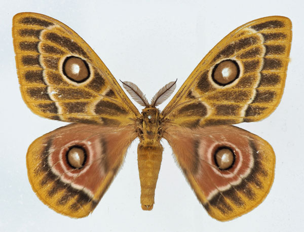 /filer/webapps/moths/media/images/Z/zaddachii_Bunaeopsis_AM_Basquin_01.jpg