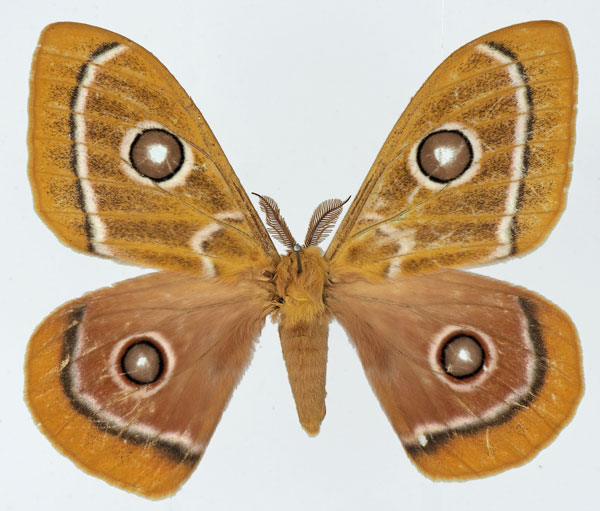 /filer/webapps/moths/media/images/Z/zaddachii_Bunaeopsis_AM_Basquin_02.jpg
