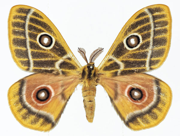 /filer/webapps/moths/media/images/Z/zaddachii_Bunaeopsis_AM_Basquina.jpg