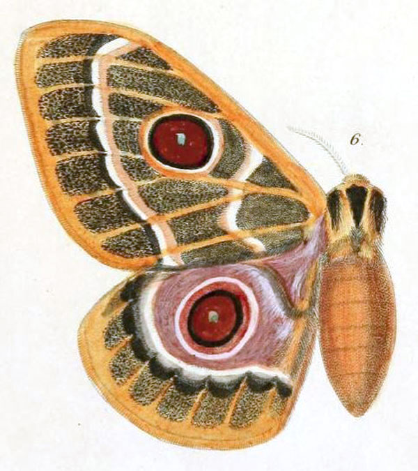 /filer/webapps/moths/media/images/Z/zaddachii_Saturnia_HT_Dewitz_1879_2-6.jpg