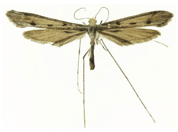 /filer/webapps/moths/media/images/Z/zagulajevi_Agdistis_HT_ZIN.jpg