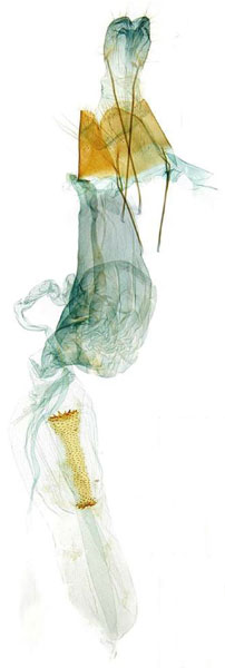 /filer/webapps/moths/media/images/Z/zahamenensis_Torodora_GFHT_MNHN.jpg