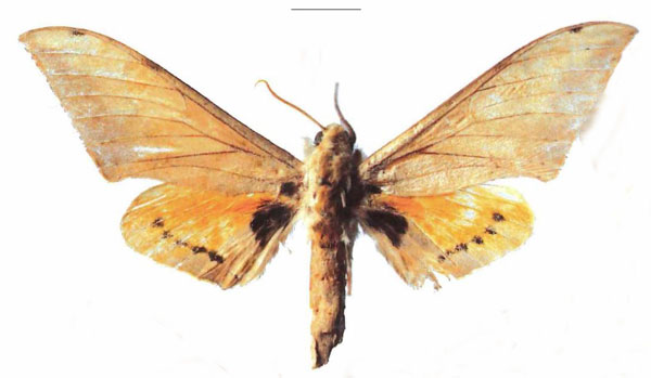 /filer/webapps/moths/media/images/Z/zairensis_Pseudoclanis_HT_EMEM.jpg