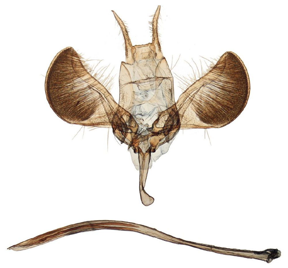 /filer/webapps/moths/media/images/Z/zambesica_Yponomeuta_GMPT_TMSA_17268.jpg