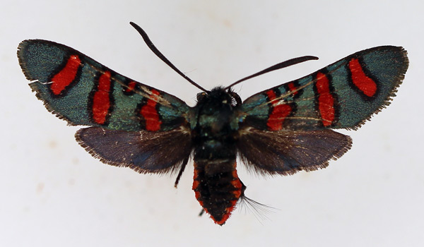 /filer/webapps/moths/media/images/Z/zambesina_Arniocera_AF_TMSA_01.jpg