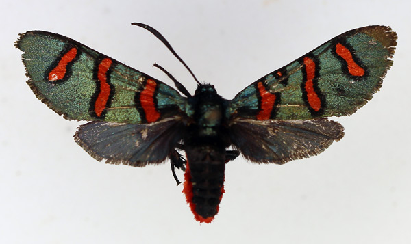 /filer/webapps/moths/media/images/Z/zambesina_Arniocera_AF_TMSA_02.jpg