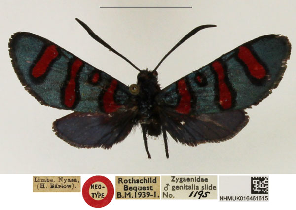 /filer/webapps/moths/media/images/Z/zambesina_Arniocera_NT_NHMUK.jpg