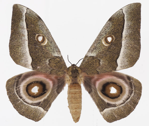 /filer/webapps/moths/media/images/Z/zambesina_Gonimbrasia_AF_Basquin.jpg