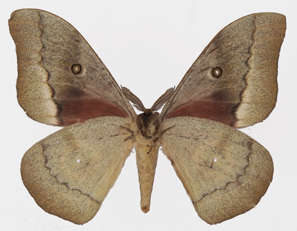 /filer/webapps/moths/media/images/Z/zambesina_Gonimbrasia_AM_Basquinb.jpg