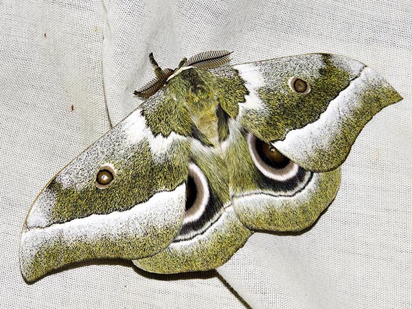 /filer/webapps/moths/media/images/Z/zambesina_Gonimbrasia_A_Braun_6.jpg