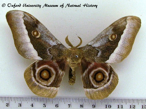 /filer/webapps/moths/media/images/Z/zambesina_Gonimbrasia_A_OUMNH.jpg