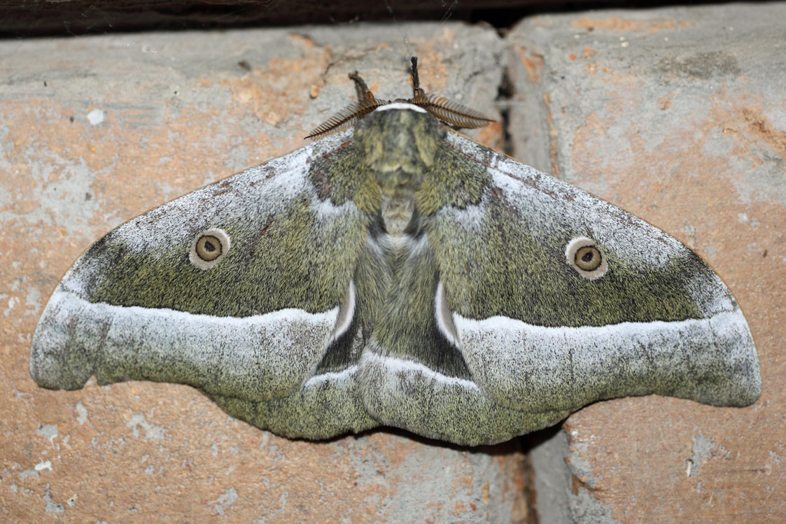 /filer/webapps/moths/media/images/Z/zambesina_Gonimbrasia_A_Voaden_01.jpg