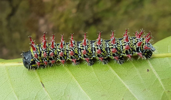 /filer/webapps/moths/media/images/Z/zambesina_Gonimbrasia_C_Sunnay.jpg