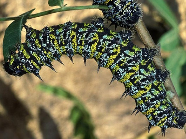 /filer/webapps/moths/media/images/Z/zambesina_Gonimbrasia_C_Wolfe.jpg