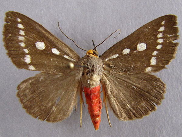 /filer/webapps/moths/media/images/Z/zambesita_Calesia_A_Baron_01.jpg