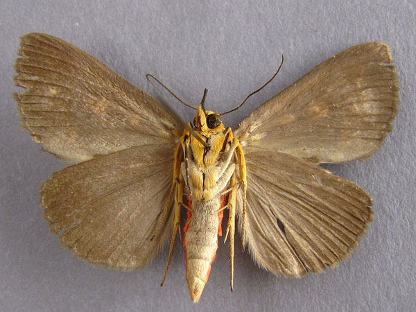 /filer/webapps/moths/media/images/Z/zambesita_Calesia_A_Baron_02.jpg