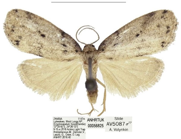 /filer/webapps/moths/media/images/Z/zambia_Spatulosia_HT_ANHRT.jpg