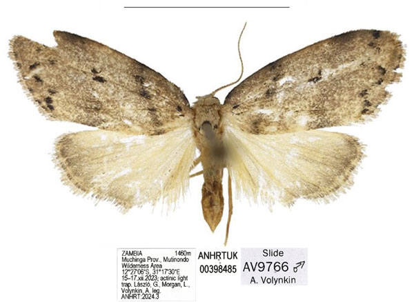 /filer/webapps/moths/media/images/Z/zambia_Spatulosia_PTM_ANHRT.jpg