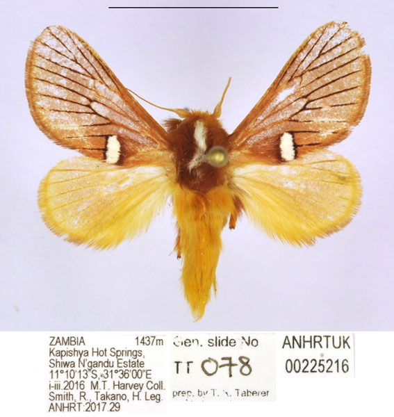 /filer/webapps/moths/media/images/Z/zambica_Delorhachis_PTM_ANHRT.jpg