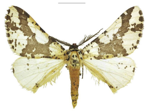 /filer/webapps/moths/media/images/Z/zambica_Nothabraxas_HT_ANHRT.jpg