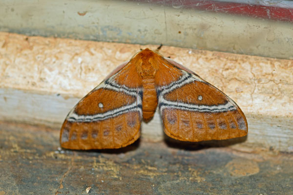 /filer/webapps/moths/media/images/Z/zambiensis_Urota_A_Voaden_01.jpg