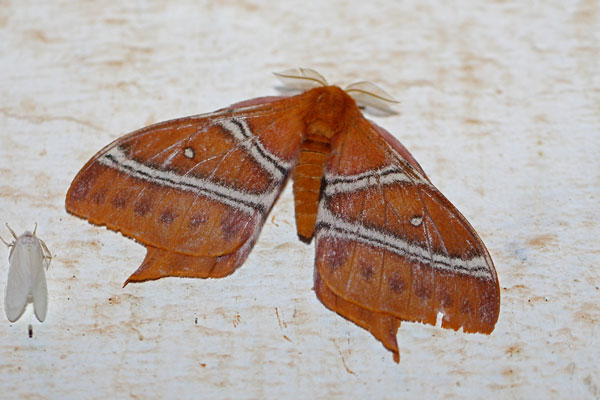 /filer/webapps/moths/media/images/Z/zambiensis_Urota_A_Voaden_02.jpg