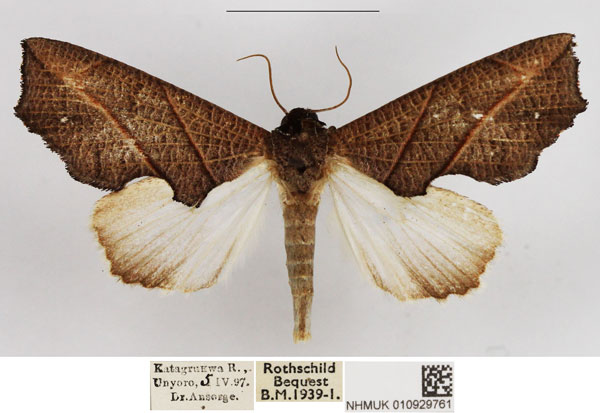 /filer/webapps/moths/media/images/Z/zanderi_Arcyophora_AF_NHMUK.jpg
