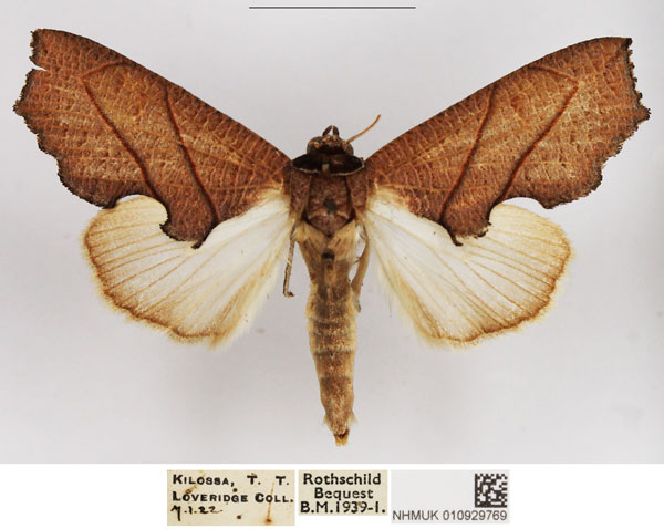 /filer/webapps/moths/media/images/Z/zanderi_Arcyophora_AM_NHMUK.jpg