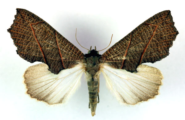 /filer/webapps/moths/media/images/Z/zanderi_Arcyophora_A_RMCA.jpg