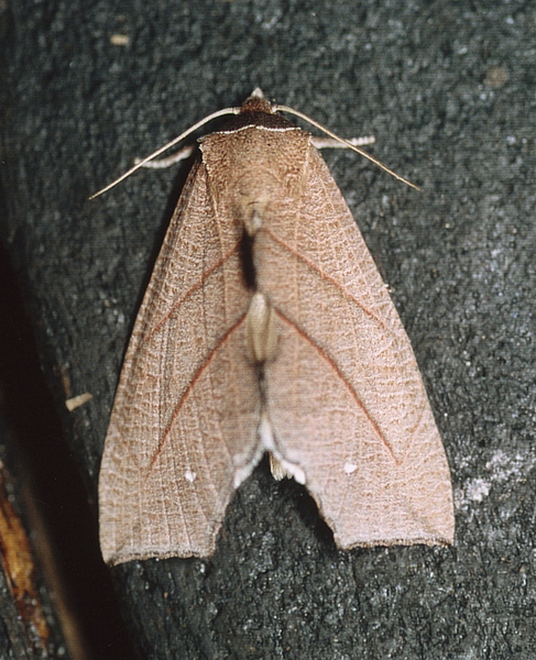 /filer/webapps/moths/media/images/Z/zanderi_Arcyophora_A_Roland_01.jpg
