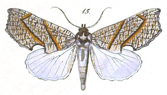 /filer/webapps/moths/media/images/Z/zanderi_Arcyophora_Felder_111_15.jpg