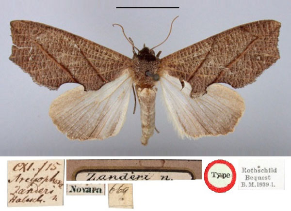 /filer/webapps/moths/media/images/Z/zanderi_Arcyophora_HT_BMNH.jpg