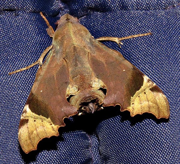 /filer/webapps/moths/media/images/Z/zantus_Temnora_A_Braun_2.jpg