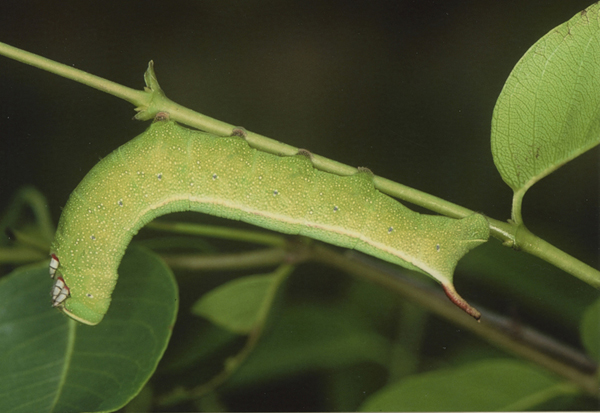 /filer/webapps/moths/media/images/Z/zantus_Temnora_C_Roland_05.jpg