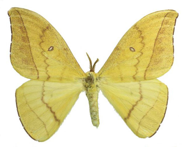 /filer/webapps/moths/media/images/Z/zanzibarica_Tagoropsis_AM_RMBHa.jpg