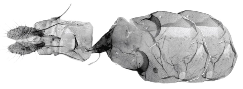 /filer/webapps/moths/media/images/Z/zariae_Grapholita_GFHT_USNM.jpg
