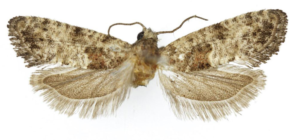 /filer/webapps/moths/media/images/Z/zariae_Grapholita_HT_USNM.jpg