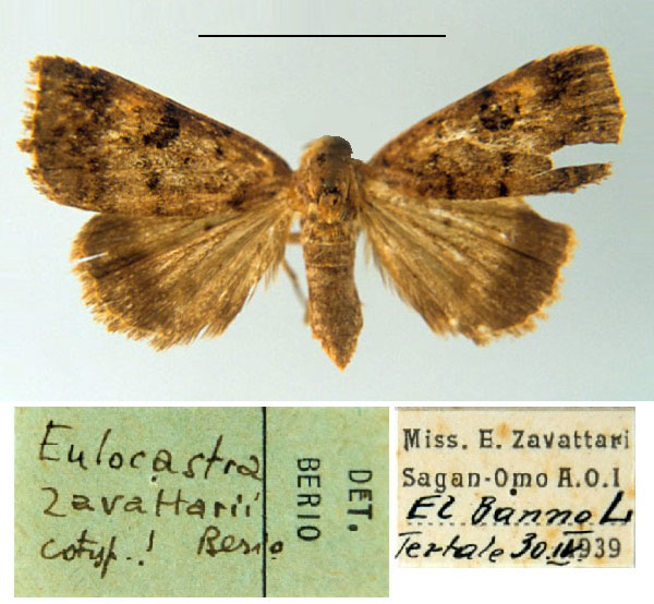 /filer/webapps/moths/media/images/Z/zavattarii_Eulocastra_PT_MSNM.jpg