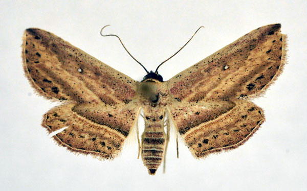 /filer/webapps/moths/media/images/Z/zavattarii_Hyposada_A_NHM0_01.jpg