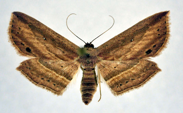 /filer/webapps/moths/media/images/Z/zavattarii_Hyposada_A_NHM0_02.jpg