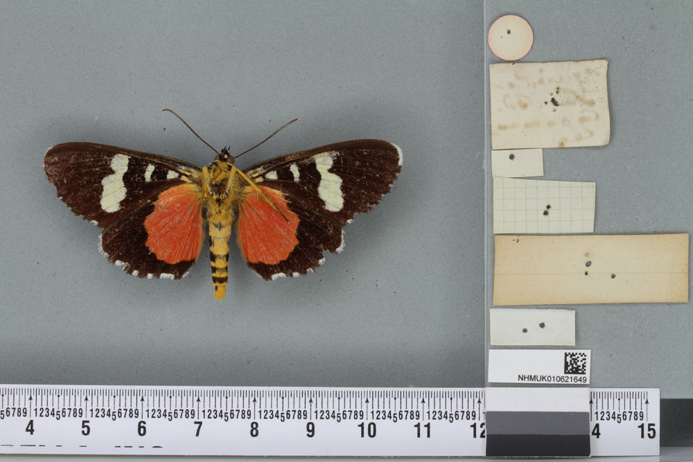 /filer/webapps/moths/media/images/Z/zea_Agarista_HT_BMNHb.jpg