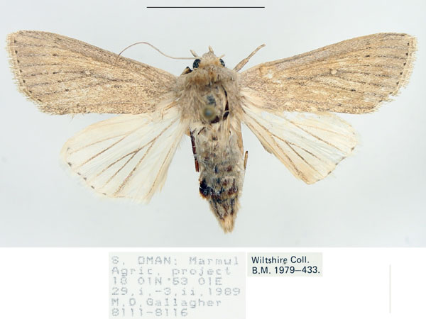 /filer/webapps/moths/media/images/Z/zeae_Leucania_AF_BMNH.jpg