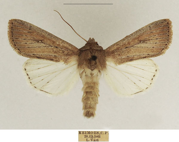 /filer/webapps/moths/media/images/Z/zeae_Leucania_AM_TMSA_01.jpg