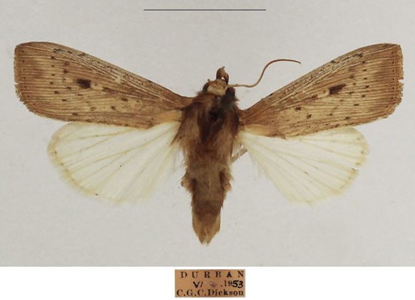 /filer/webapps/moths/media/images/Z/zeae_Leucania_AM_TMSA_02_BeonjUk.jpg